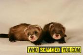 Scam - FERRET FOR SALE scam scam